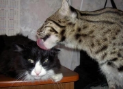 开云在线直播-数据爆炸时代，萨拉赫现象与澳大利亚体育的轻取哲学