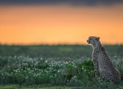 开云官网-深圳队横扫山西队，保罗持续制造杀伤，战术执行与个人英雄主义的完美结合