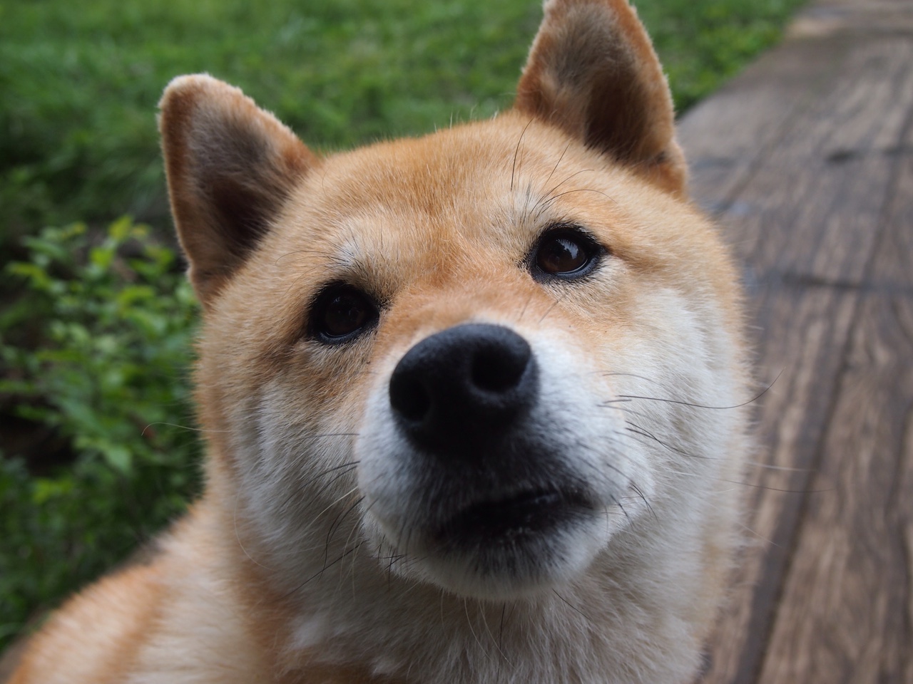 数据爆炸时代，萨拉赫现象与澳大利亚体育的轻取哲学