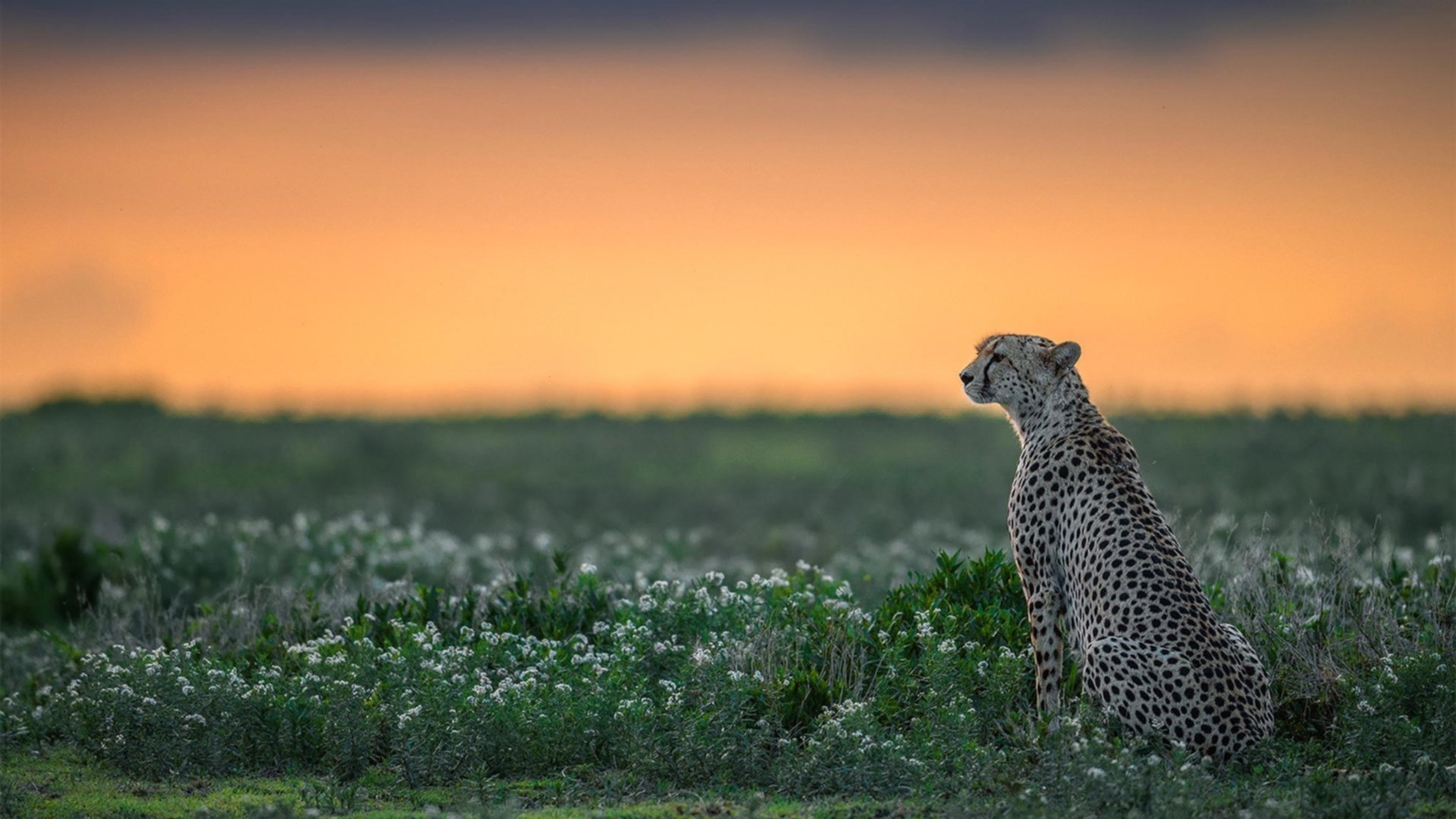 深圳队横扫山西队，保罗持续制造杀伤，战术执行与个人英雄主义的完美结合