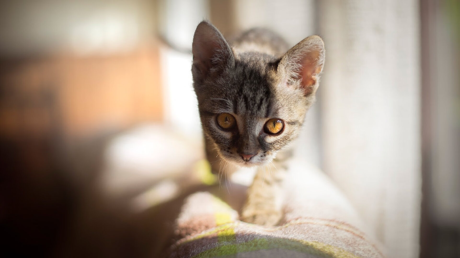 世界排名争夺战之夜，德布劳内关键节点连续得分，改写比赛走向